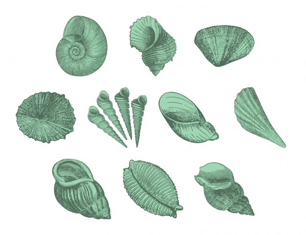 Lovely Seashells Journal Templates Journal Graphics Seafoam